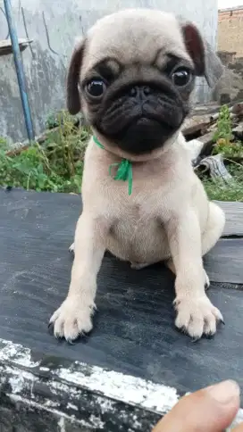 Anjing pug 2bulan sudah paksin+stambun