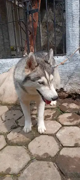 Siberian husky betina