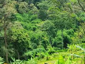 KEBUN PRODUKTIF 19650 REMBANGAN VIEW PERBUKITAN