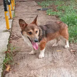 Corgi welsh pembroke