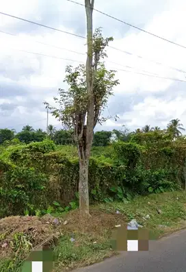 TANAH STRATEGIS NOL JALAN RAYA ASPEK GUDANG SUKORAMBI JEMBER