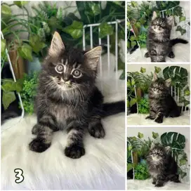 Kucing maine coon / kitten maine coon