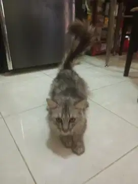 Kucing kampung x anggora