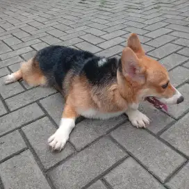 Corgi welsh pembroke