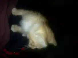 Nyari kucing anakan