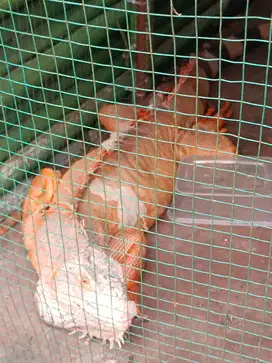 Jual Iguana hijau