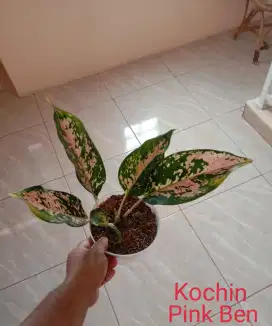 Aglonema Kochin Pink Ben