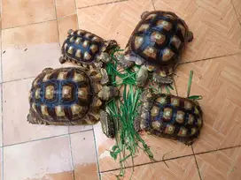 Kura2 Sulcata Mocca Tiger ada 4 ekor