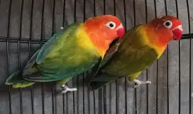 Burung Lovebird love bird Euwing Green x Biola Green dewasa siapan