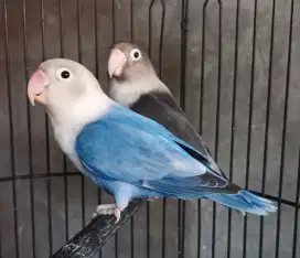 Burung Lovebird love bird Biola Blue x Batman dewasa siapan