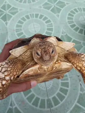 Kura-Kura Darat Sulcata