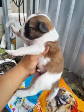 Puppy beagle jantan 1 bulan