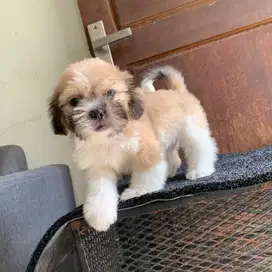 surabaya Anjing shihtzu shih tzu shitzu shitsu sitzhu