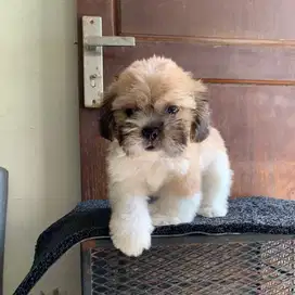 surabaya Anjing shihtzu shih tzu shitzu shitsu sitzhu