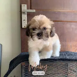 surabaya Anjing shihtzu shih tzu shitzu shitsu sitzhu