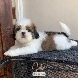 surabaya Anjing shihtzu shih tzu shitzu shitsu sitzhu