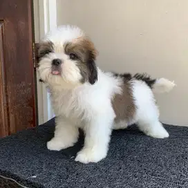 surabaya Anjing shihtzu shih tzu shitzu shitsu sitzhu