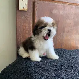 surabaya Anjing shihtzu shih tzu shitzu shitsu sitzhu