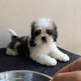 surabaya Anjing shihtzu shih tzu shitzu shitsu sitzhu