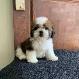 surabaya Anjing shihtzu shih tzu shitzu shitsu sitzhu