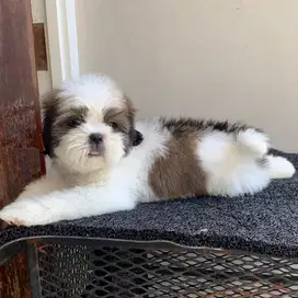 surabaya Anjing shihtzu shih tzu shitzu shitsu sitzhu