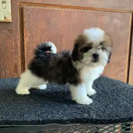 surabaya Anjing shihtzu shih tzu shitzu shitsu sitzhu