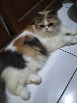 Kucing Persia petnose