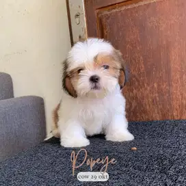 surabaya Anjing shihtzu shih tzu shitzu shitsu sitzhu