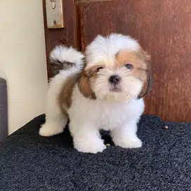 surabaya Anjing shihtzu shih tzu shitzu shitsu sitzhu