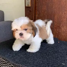 surabaya Anjing shihtzu shih tzu shitzu shitsu sitzhu