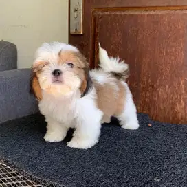 surabaya Anjing shihtzu shih tzu shitzu shitsu sitzhu