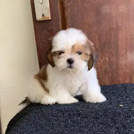 surabaya Anjing shihtzu shih tzu shitzu shitsu sitzhu