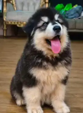 PUPPY ALASKAN MALAMUTE BETINA (5)