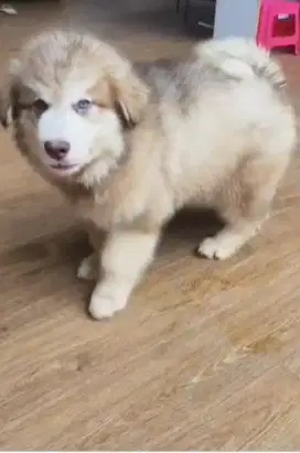 PUPPY ALASKAN MALAMUTE JANTAN (4)