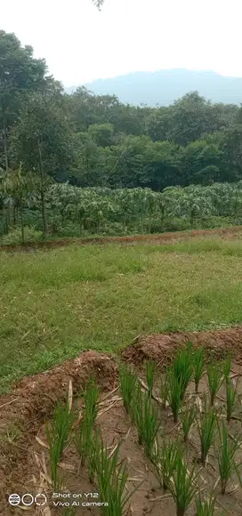 Tanah di jual murah meriah kebun dan sawah produktif air subur