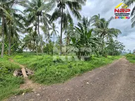 Dijual Tanah Kebun Kelapa di Jl. Macan Putih, Kabat - Banyuwangi