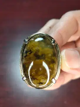 Cincin Lumut Suliki Coklat Langka