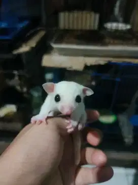 Sugar glider leucistic/sg leu joey