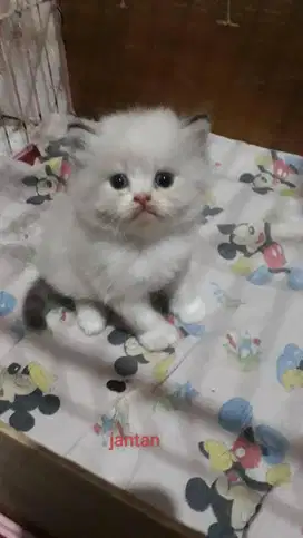 anak kucing ragdoll mata biru