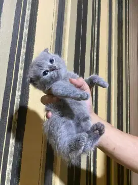 Kitten Scottish Fold 3