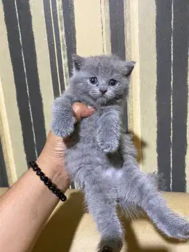 Kitten British Shorthair