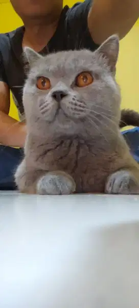 British Shorthair