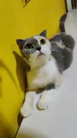 Indukan Scottish Fold -