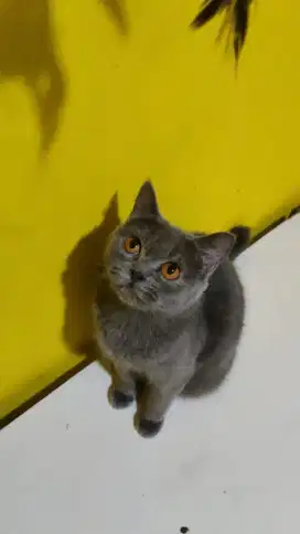 British Shorthair