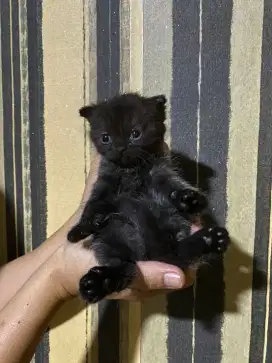 Kitten British Shorthair