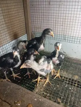 Ayam bangkok Lokal anakan 6 ekor borongan