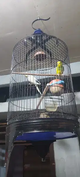 Burung parkit sepasang