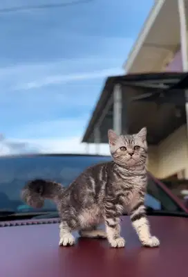 British Shorthair Silver Marble