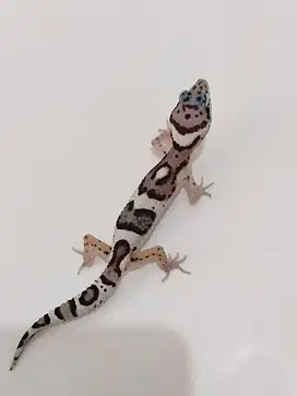 Baby leopard gecko snow black night crocs