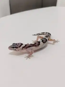 Baby leopard gecko snow black night cros